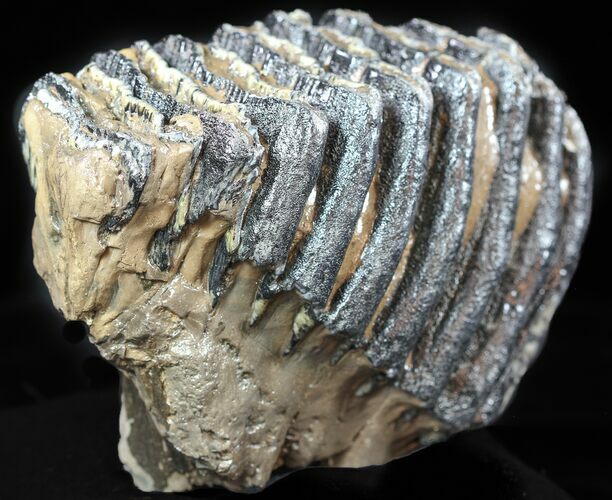 Fossil Southern Mammoth Molar - Hungary #57815